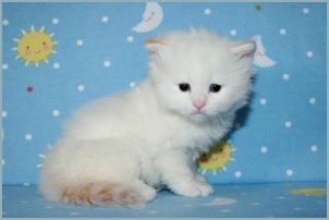 Male Siberian Kitten from Deedlebug Siberians